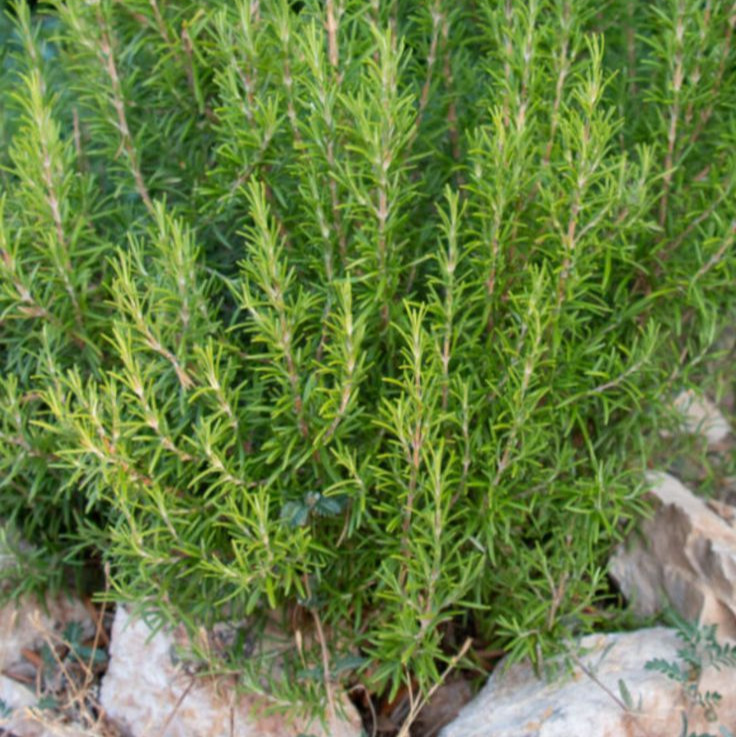 Rosemary