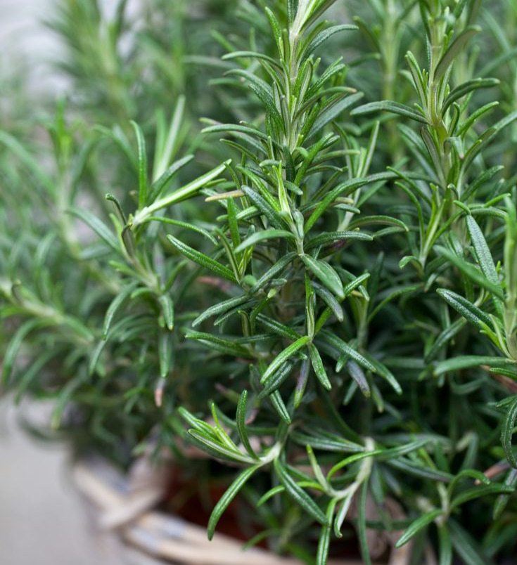 Rosemary