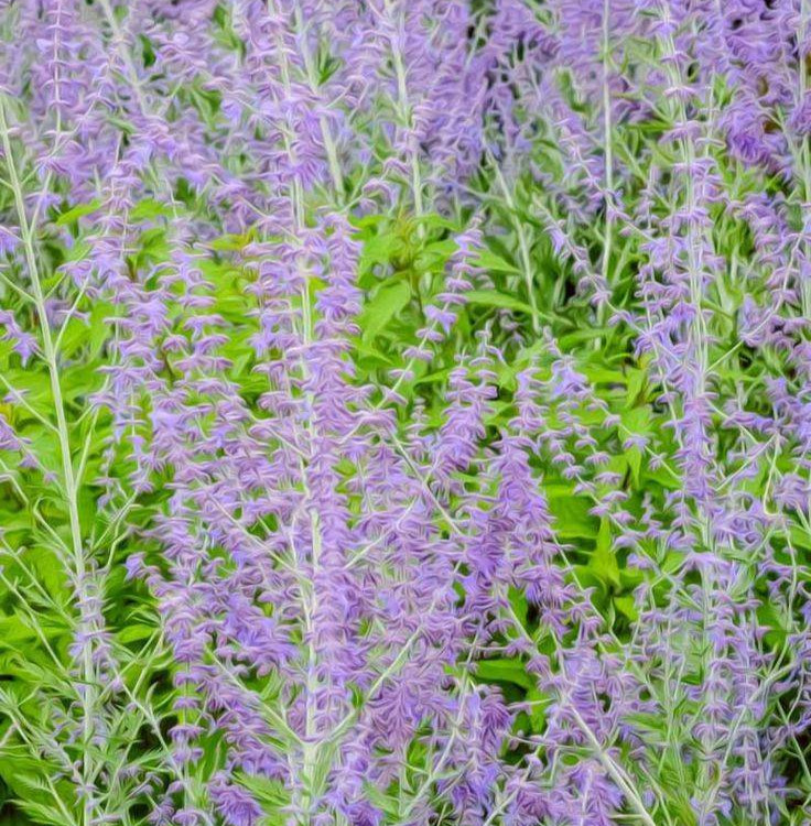 Russian Sage