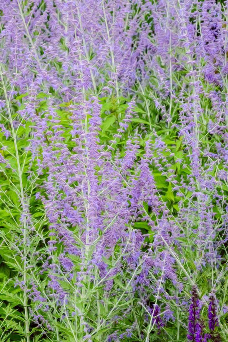 Russian Sage