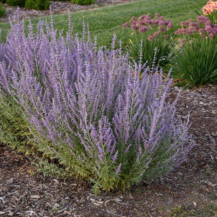 Russian Sage (Perovskia atriplicifolia)