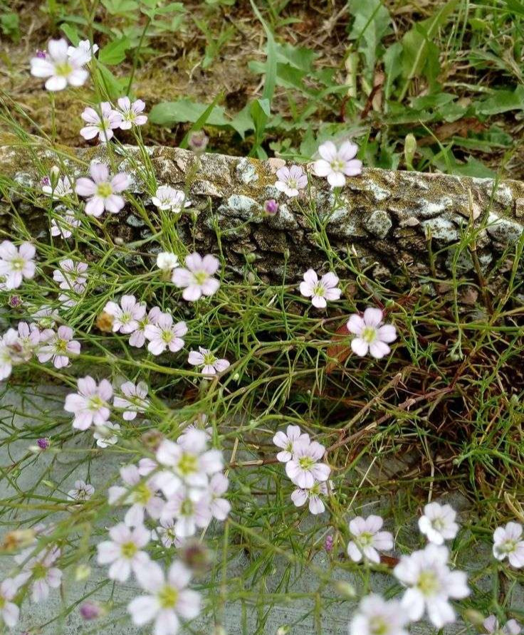 Saxifraga