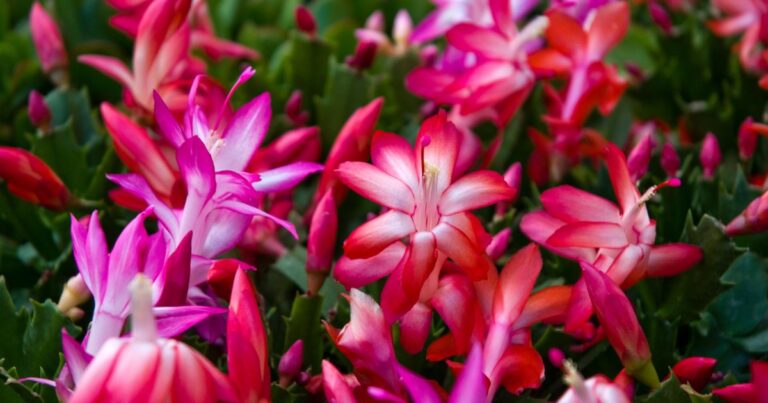 Secrets to Encourage Your Christmas Cactus to Bloom in 2024