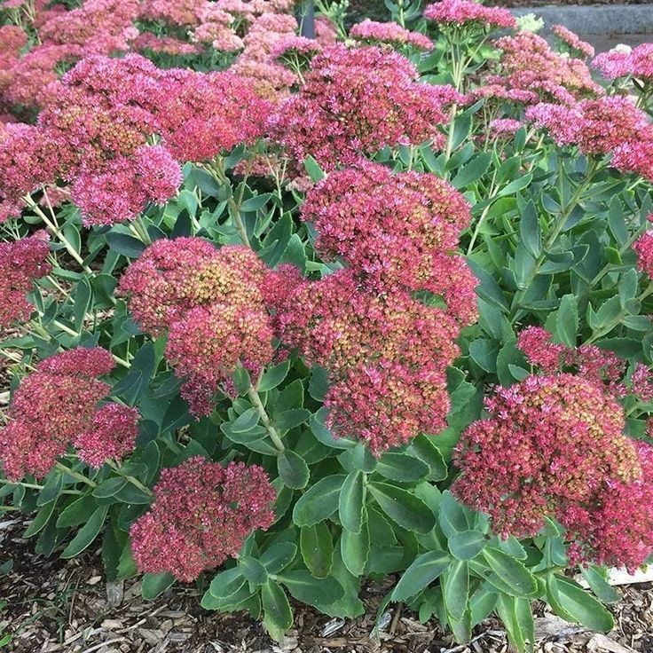 Sedum (Stonecrop)