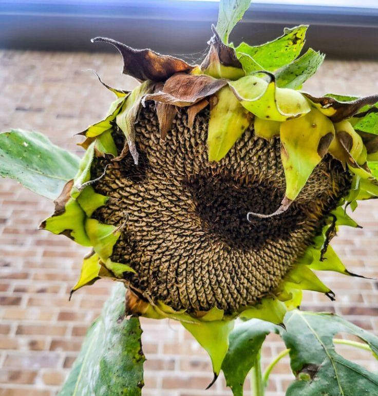 Seed Saving from Harvest