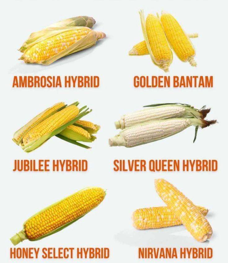 Selecting the Right Corn Variety