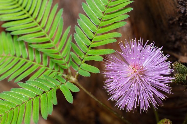 Sensitive Plant (Mimosa pudica)