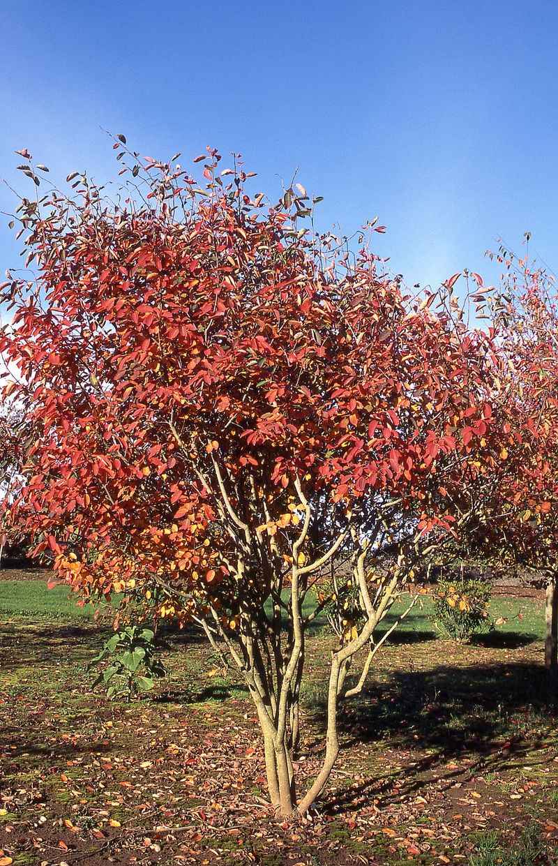 Serviceberry