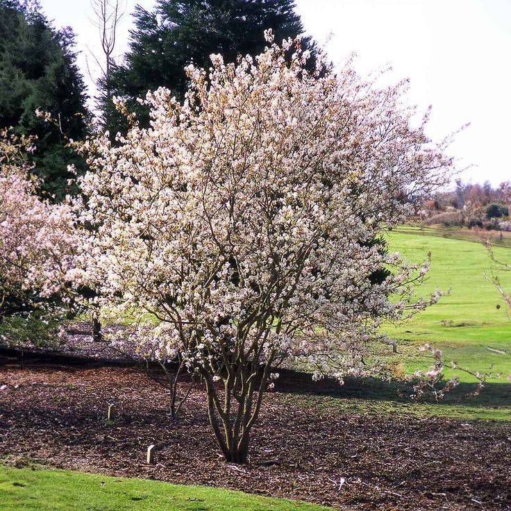 Serviceberry