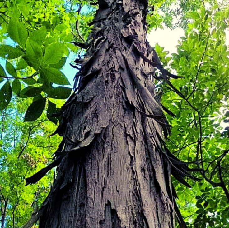 Shagbark Hickory