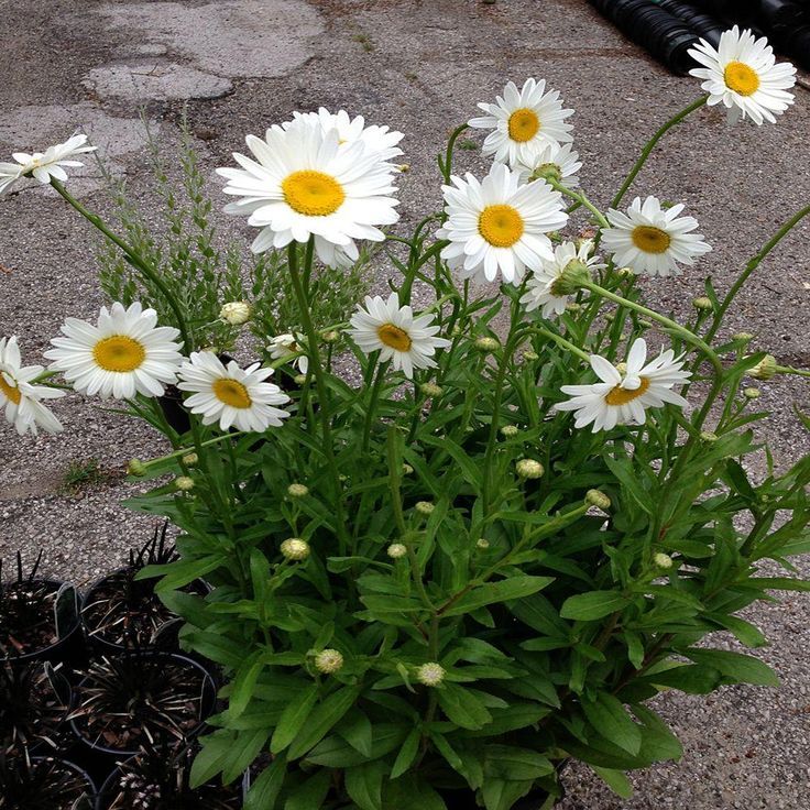 Shasta Daisy