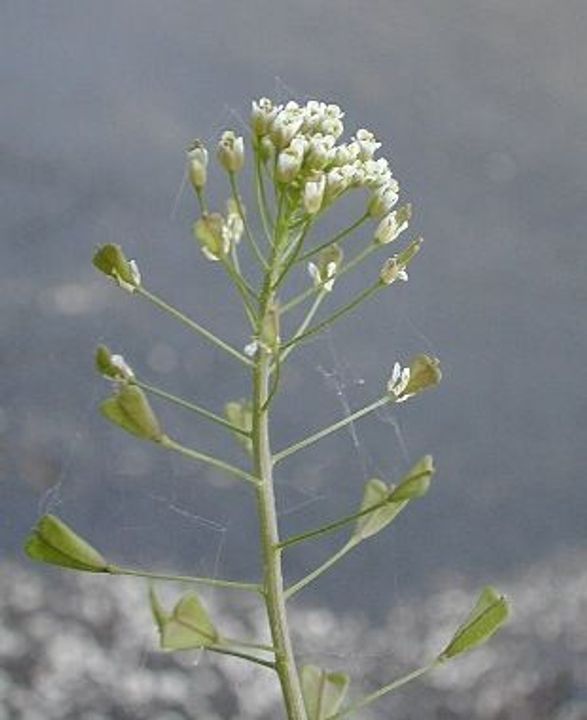 Shepherd's Purse