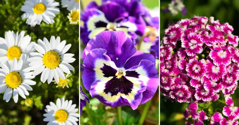 Essential 20 Short Perennial Flowers for Tiny Yards