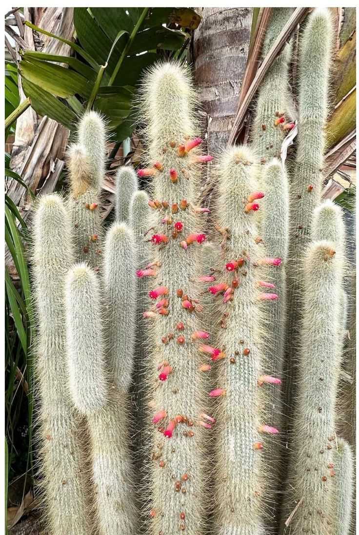 Silver Torch Cactus (Cleistocactus strausii)