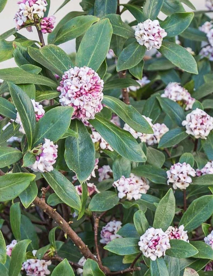 Skimmia