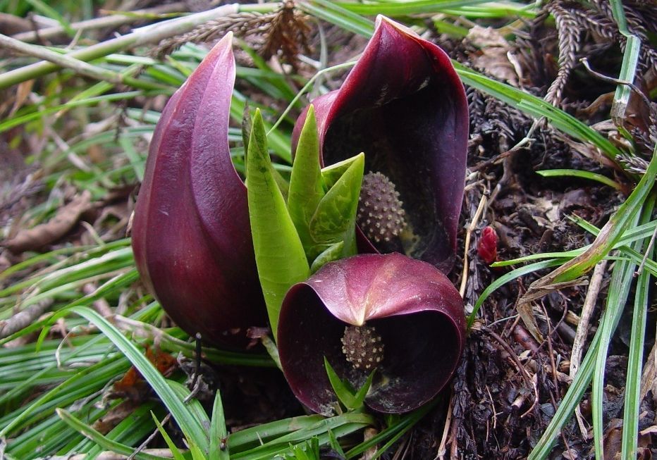 Skunk Cabbage (Symplocarpus foetidus)