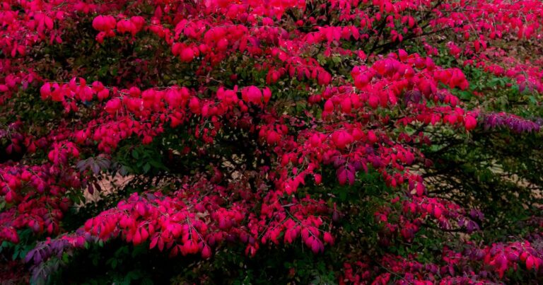 Small Front Yard? Steer Clear of These 15 Plants