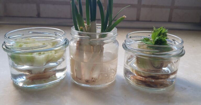 17 Smart Ways to Grow Plants from Leftovers in 2024
