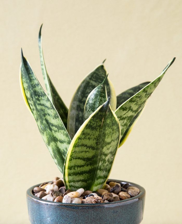 Snake Plant Succulent