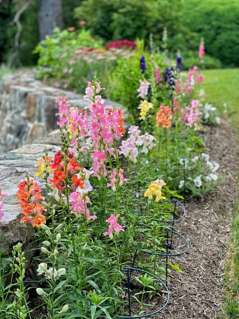 Snapdragons