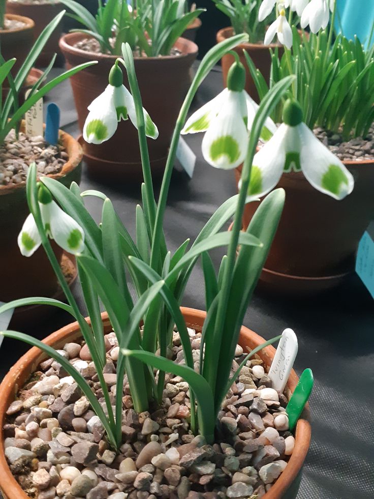 Snowdrops