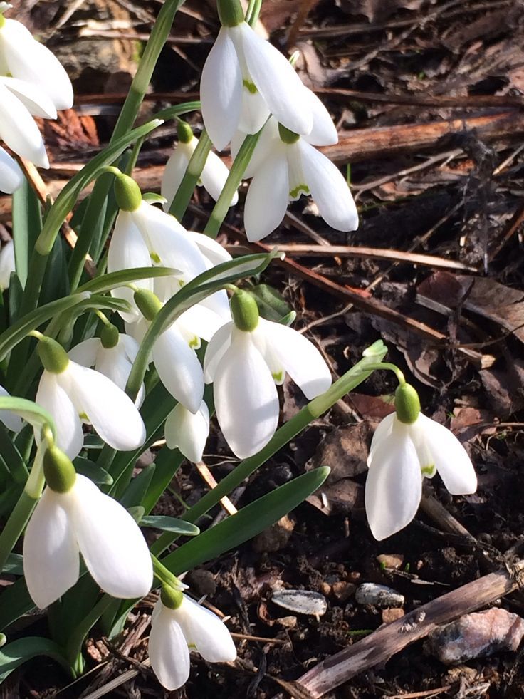 Snowdrops