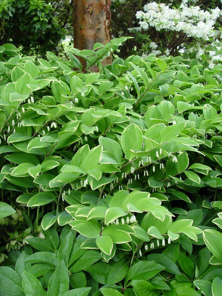 Solomon's Seal