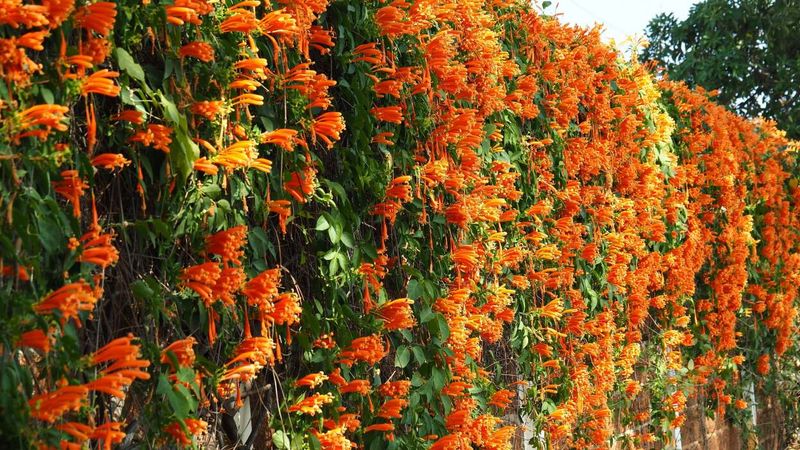 Sound Barrier Plants