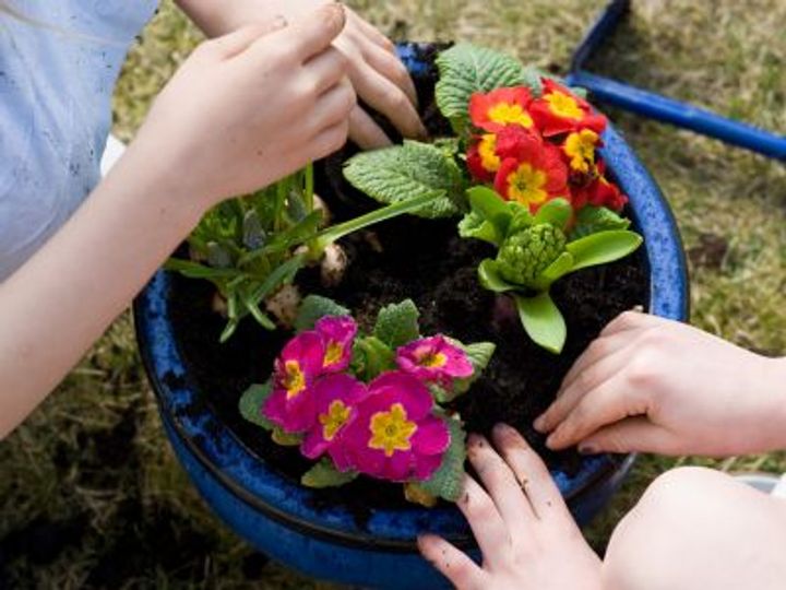 Sowing Fall Flowers