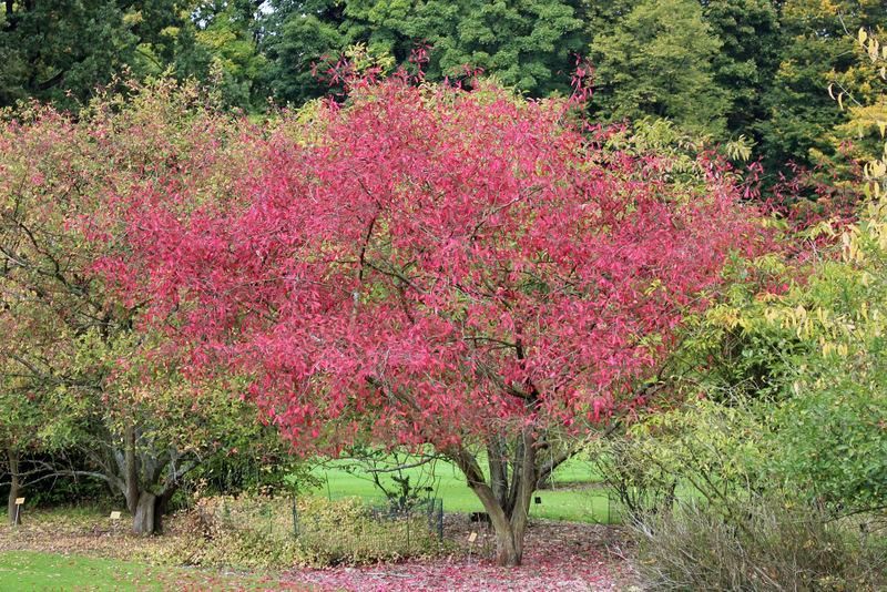 Spindle (Euonymus europaeus)