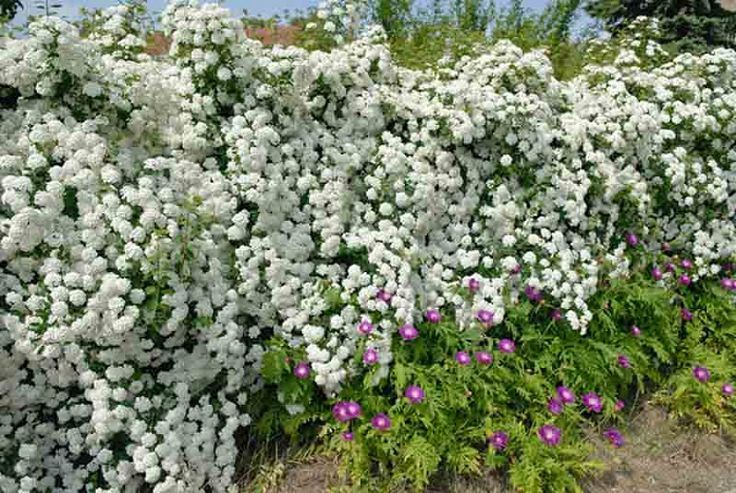 Spirea