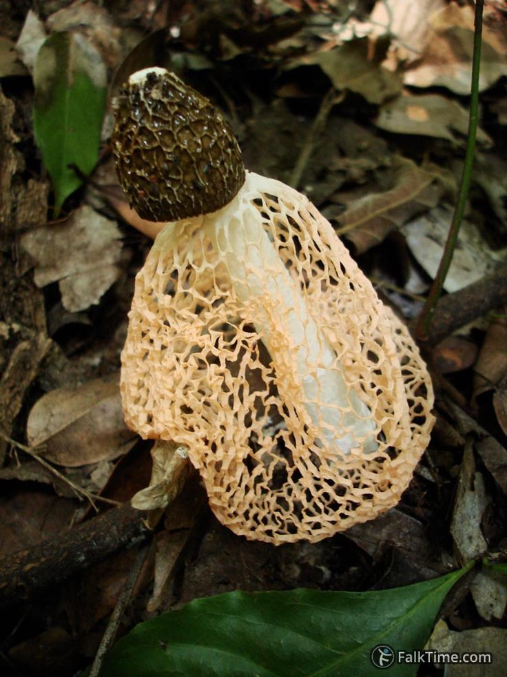 Stinkhorn Mushroom (Phallus impudicus)