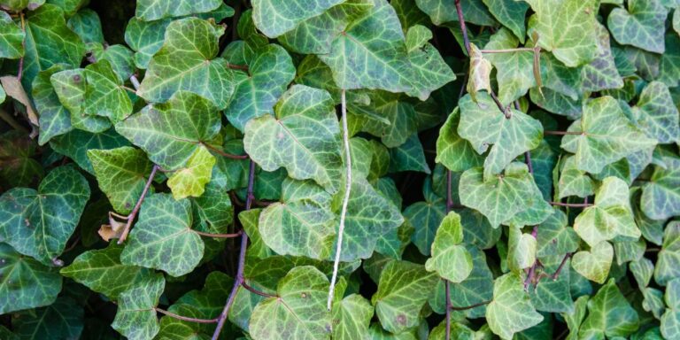 Stop Letting These Invasive Plants Take Over Your Garden