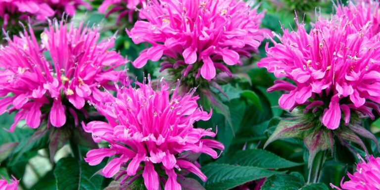 Stop Pruning These 21 Perennials This Fall for 2025 Blooms