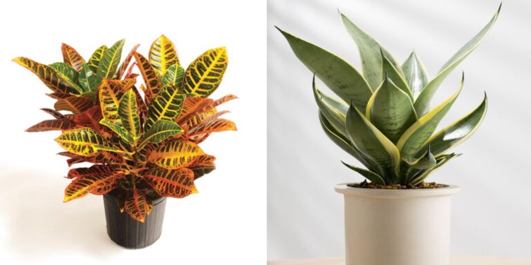 Stop Struggling with These 8 Houseplants and Try 8 Reliable Alternatives
