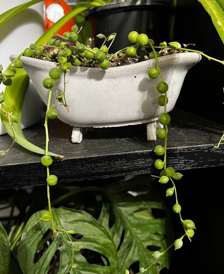 String of Pearls