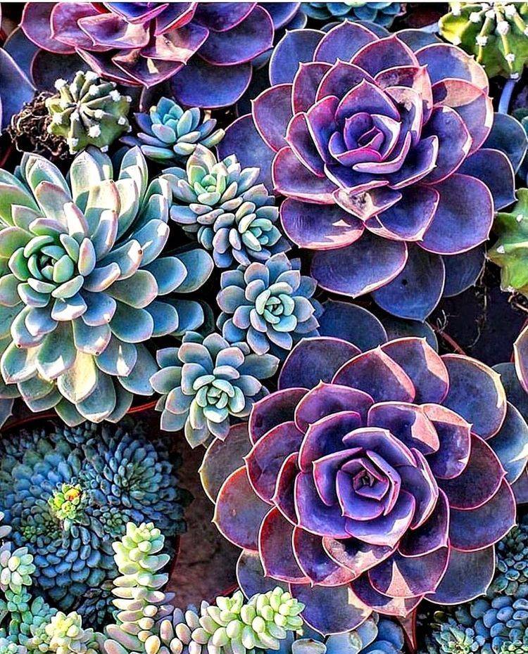 Succulents