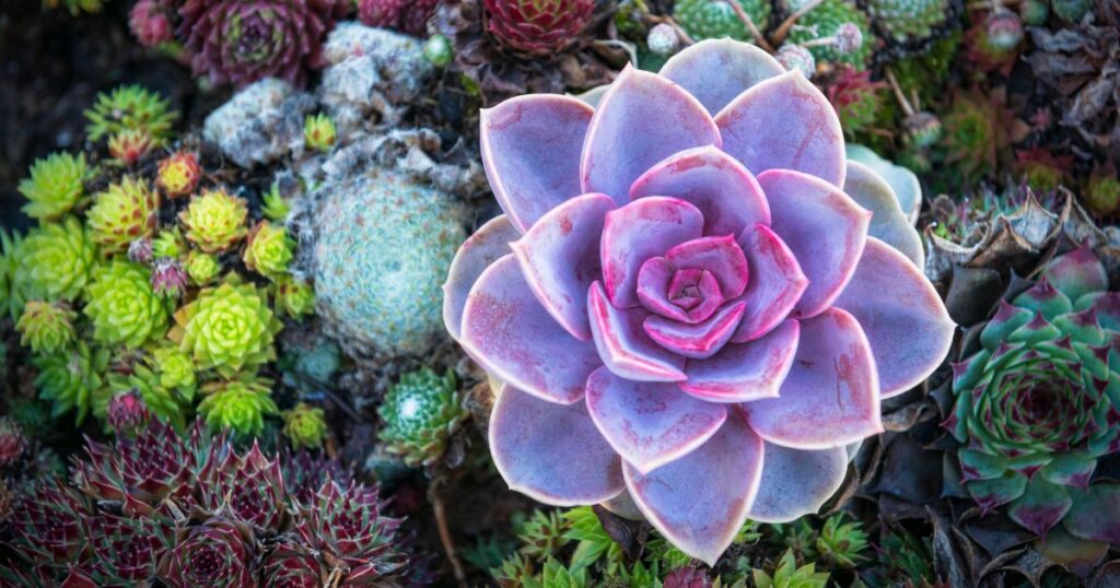 Discover 20 Stunning Succulents That Shift Hues