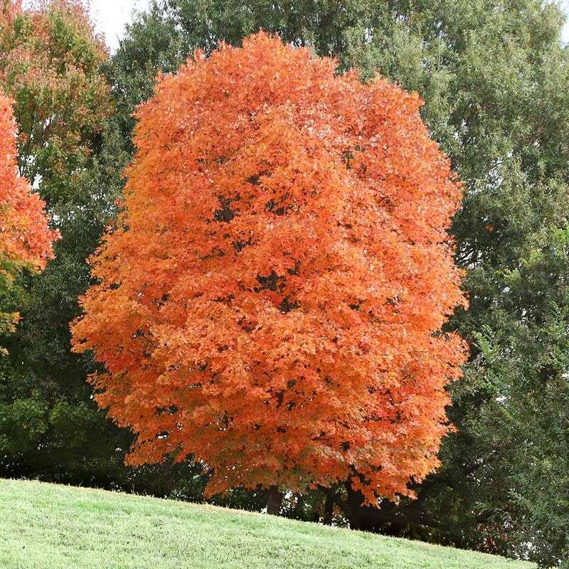 Sugar Maple