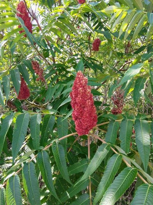 Sumac