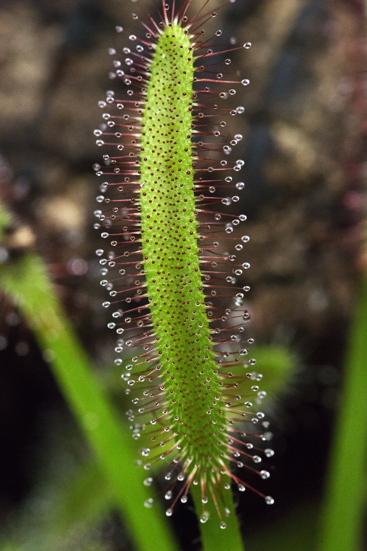 Sundew