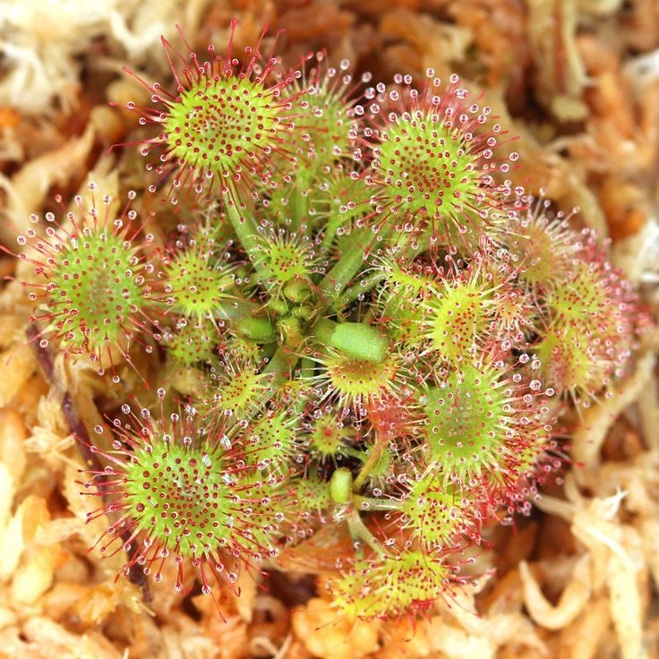 Sundew (Drosera)