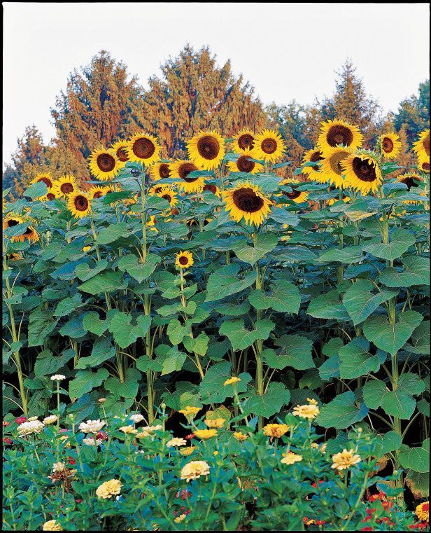 Sunflowers