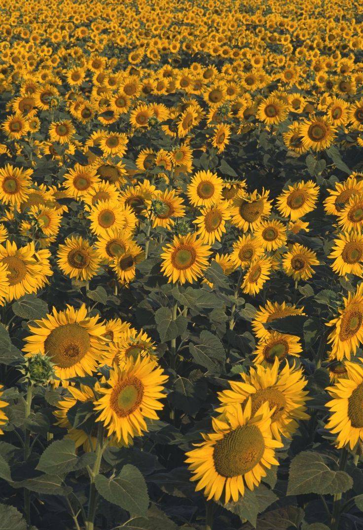 Sunflowers