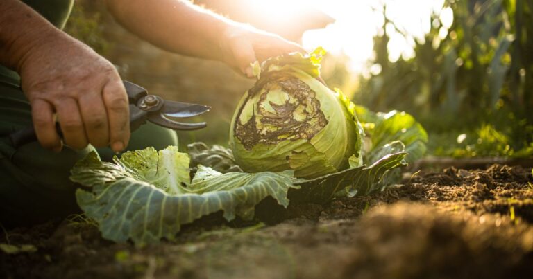 Survival Gardening 2024: Best Practices for Fall