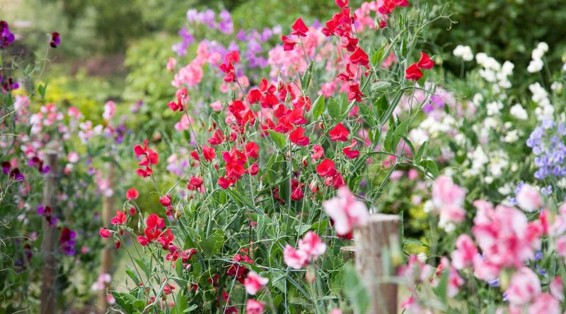 Sweet Peas