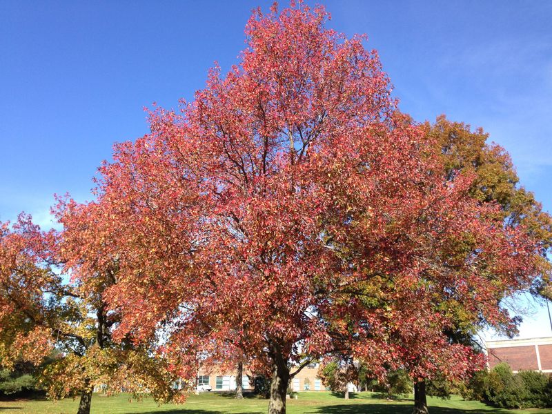 Sweetgum