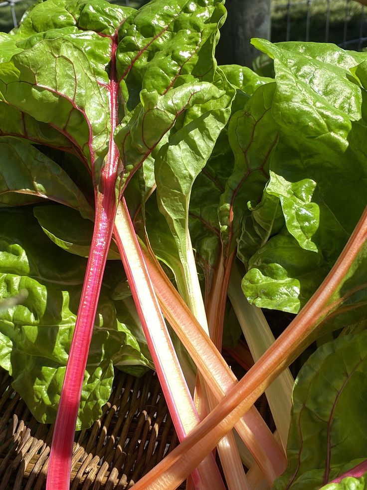 Swiss Chard