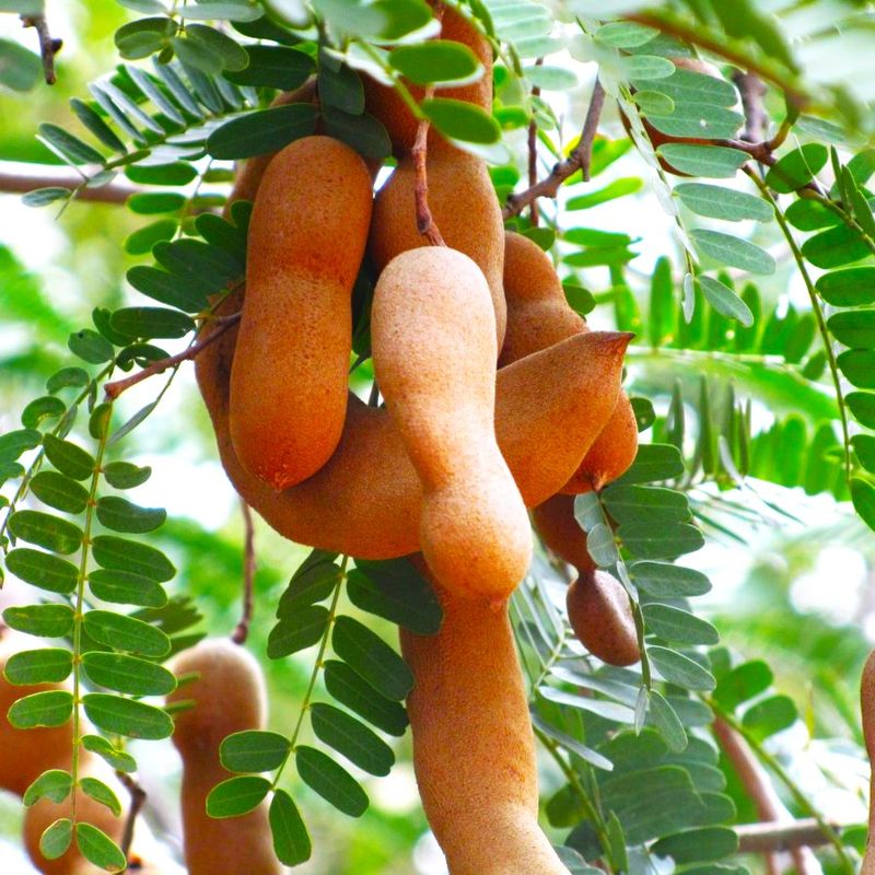 Tamarind