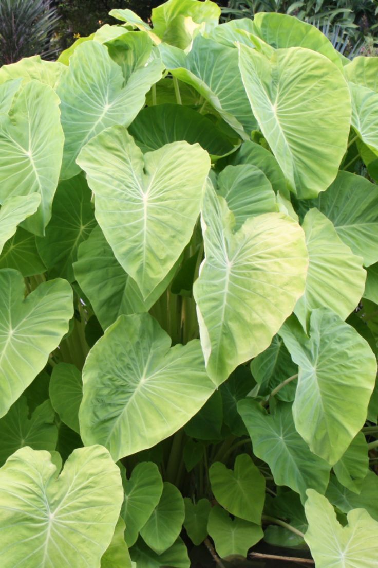 Taro (Colocasia esculenta)